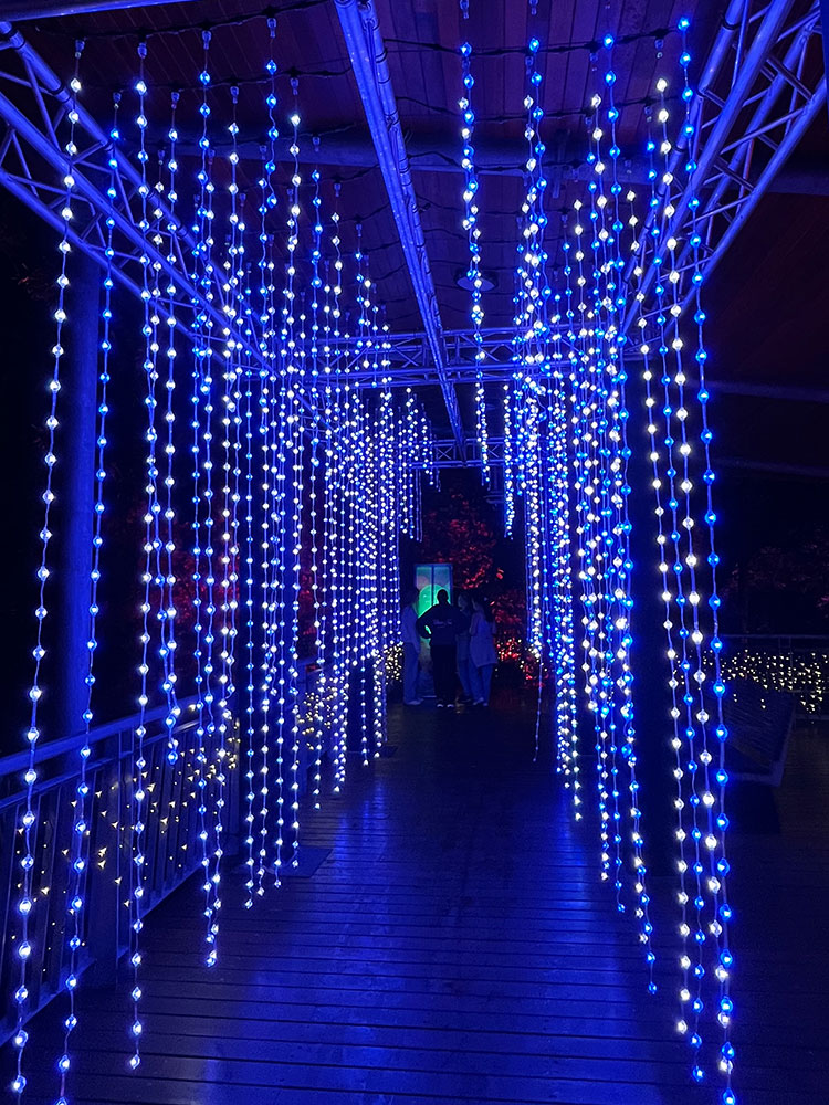 Fern Gully Bridge lit with hanging blue lights