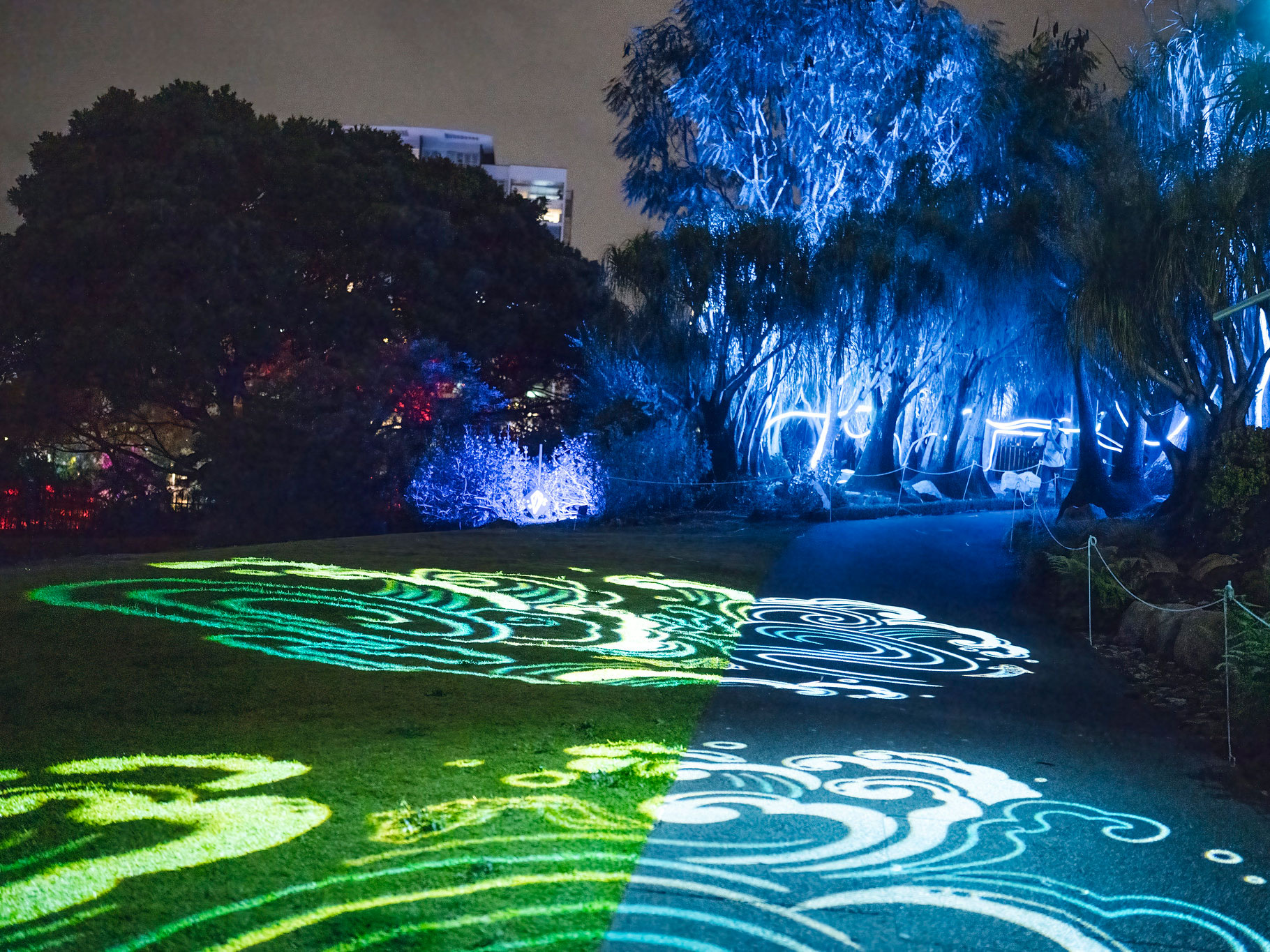 Pathway with coloured light projections and ponytail palm trees along the path with lighting