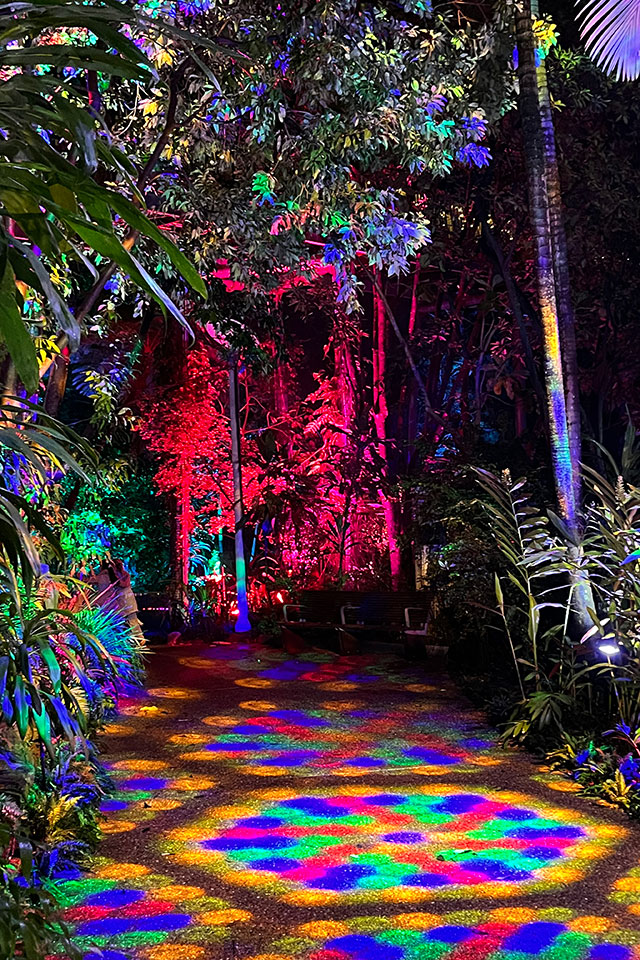 Rainforest pathway with coloured projections on the path and coloured lights in the trees