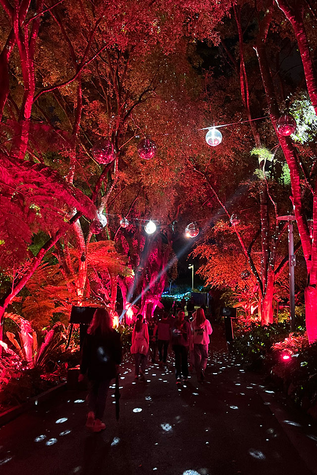 Weeping Fig Avenue with disco balls in the trees shining lights onto the pathway trees lit red