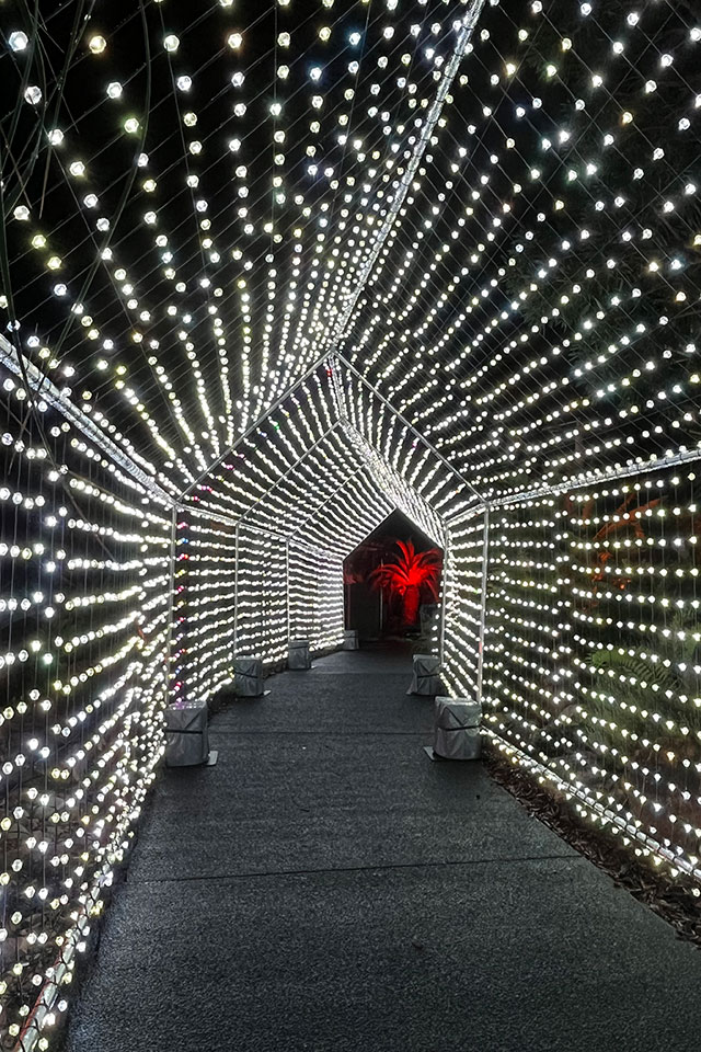 Pathway covered by an archway lit with fairy lights