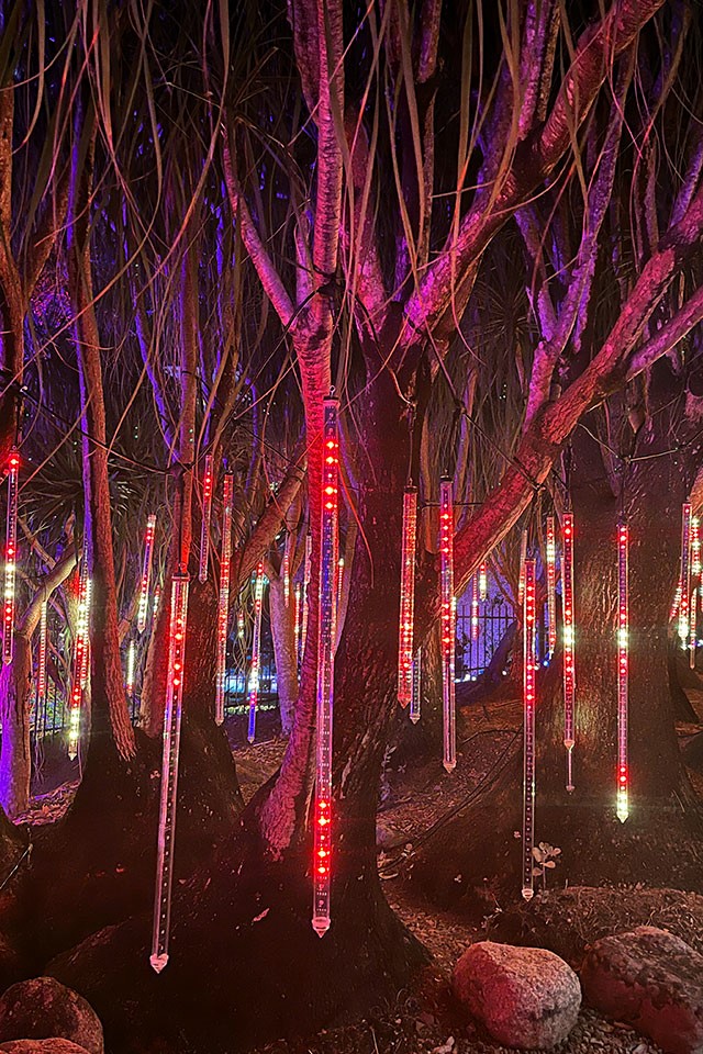 Cylindrical lights hanging from ponytail palms