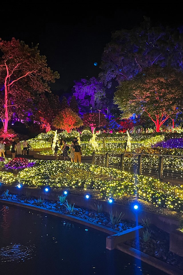 Garden covered in thousands of colouted fairy lights with trees and plants uplit with coloured lights