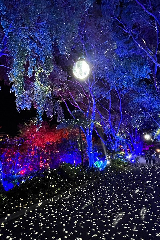 Tall trees lit with coloured lights a large disco ball handing from the trees projecting small patterns on light onto the pathway